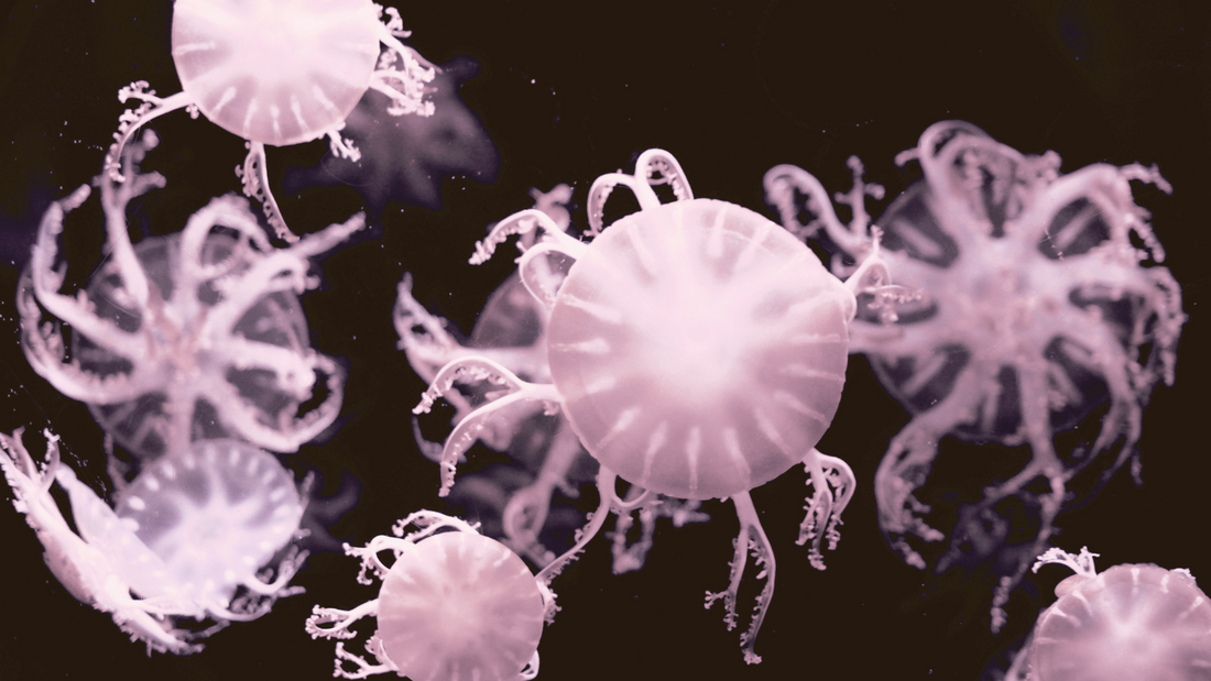 exosomes et anti-âge