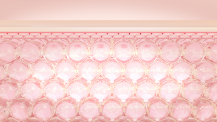 7 Layers Under the Skin: How to Understand Them in 5 Steps